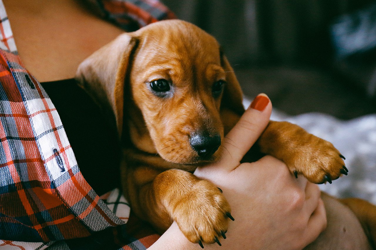2-months-old-dachshund-puppy-laying-comfortably-in-hands-of-its-owner